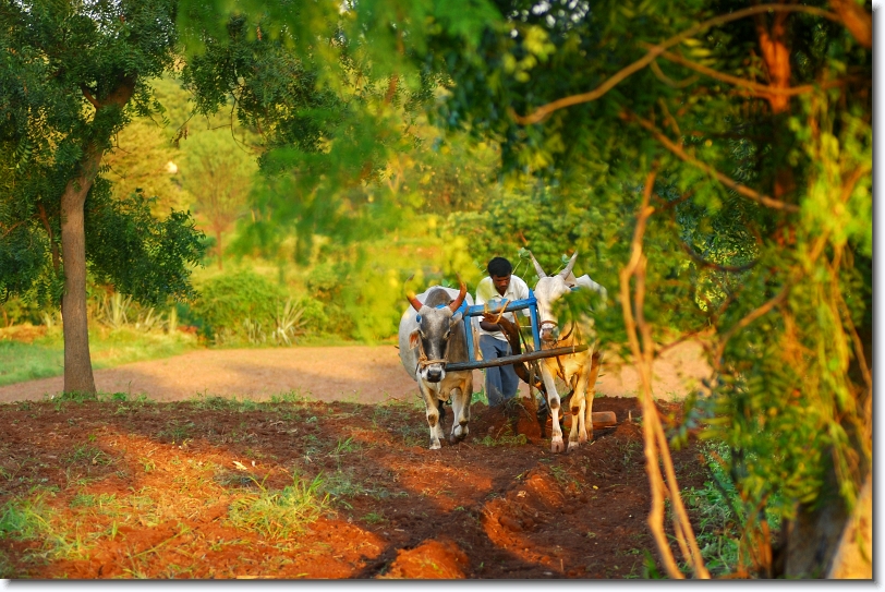 ploughing at morachi chincholi